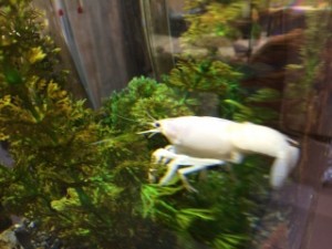 白ザリガニ(すさみエビとカニの水族館)