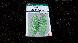 ゴーヤ 朝顔 ひまわりの種まき ５月２日 日 和歌山市立 加太中学校