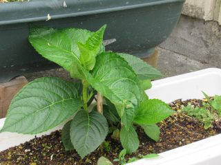 紫陽花の挿し木 ５月１５日 土 和歌山市立 加太中学校