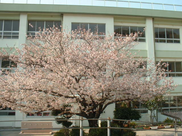 sakura