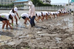 田植え①