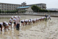 田植え③