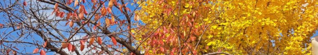 和歌山市立西脇幼稚園