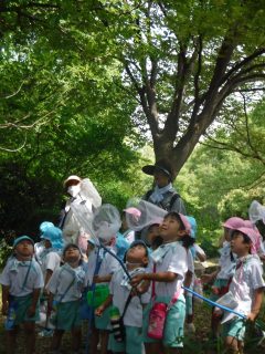 和歌山大学附属小学校へ虫取りにいってきました 和歌山市立 岡山幼稚園