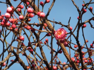 DSCF2499