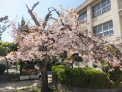 DSCF2884