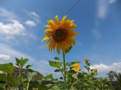 DSCF3473