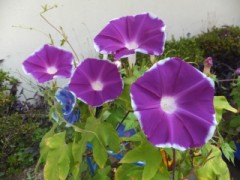 DSCF3578