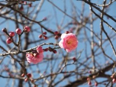 DSCF4662