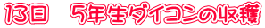13日 5年生ダイコンの収穫