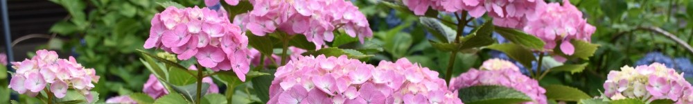 和歌山市立安原小学校吉原分校